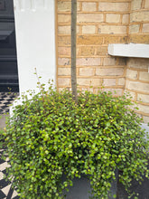 files/image1.jpg